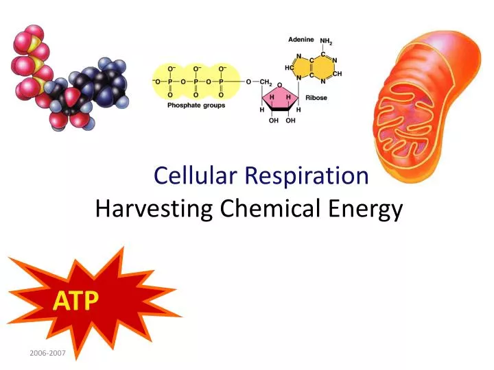 cellular respiration harvesting chemical energy