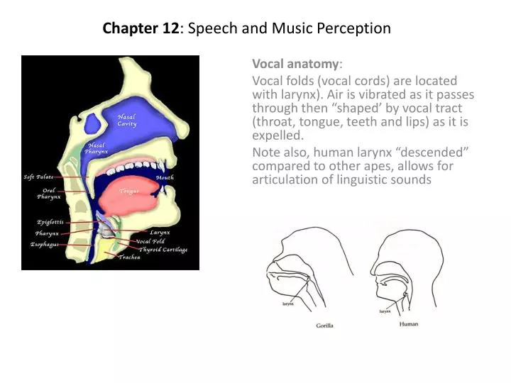 chapter 12 speech and music perception