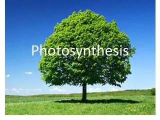 Photosynthesis