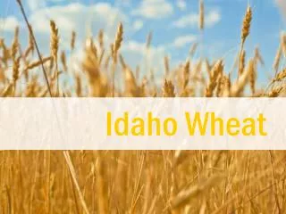 Idaho Wheat