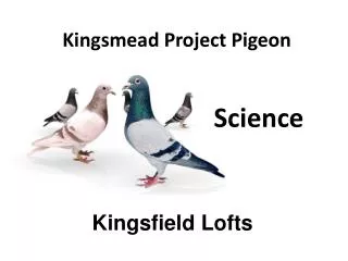 Kingsmead Project Pigeon
