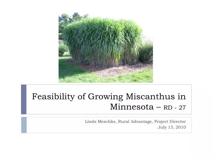 feasibility of growing miscanthus in minnesota rd 27
