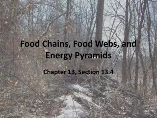 Food Chains, Food Webs, and Energy Pyramids