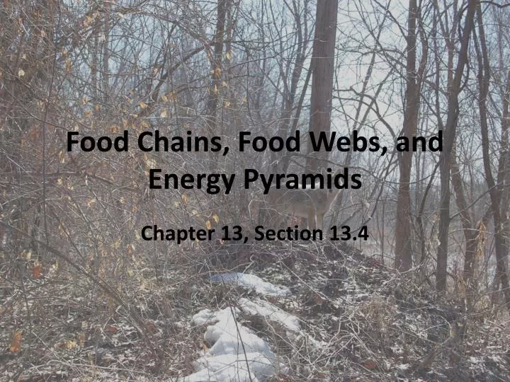 food chains food webs and energy pyramids