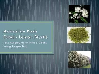 Australian Bush Foods- Lemon Myrtle