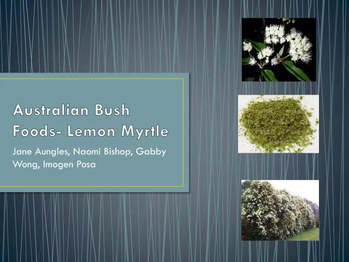 australian bush foods lemon myrtle