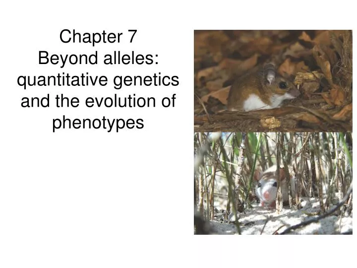 chapter 7 beyond alleles quantitative genetics and the evolution of phenotypes