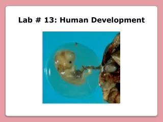 Lab # 13: Human Development