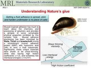 Understanding Nature’s glue