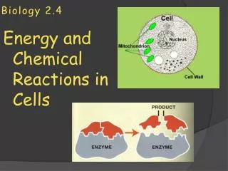 Biology 2.4