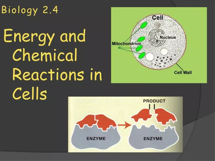 biology 2 4