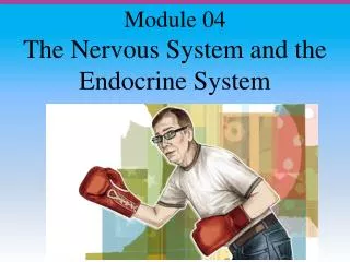 The Nervous System and the Endocrine System