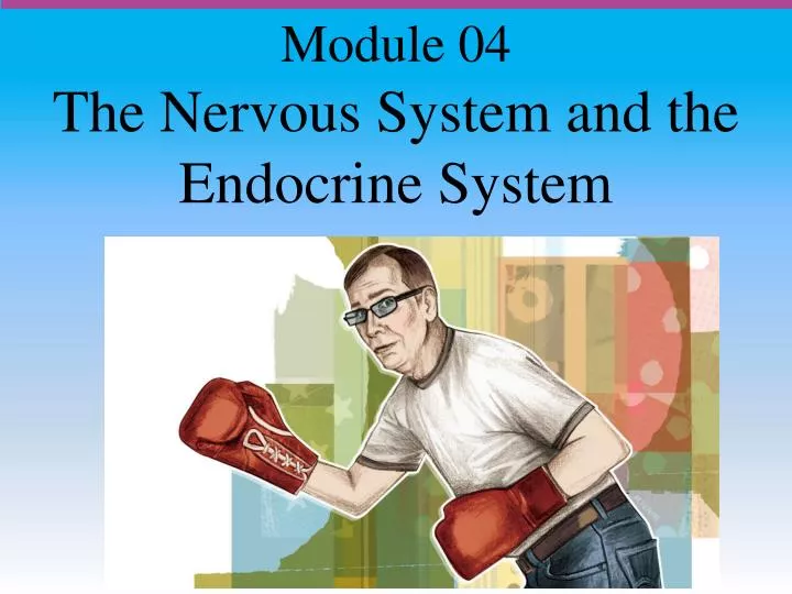 the nervous system and the endocrine system