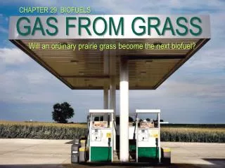 GAS FROM GRASS Will an ordinary prairie grass become the next biofuel?