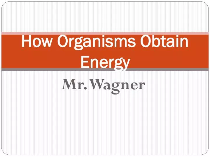 how organisms obtain energy