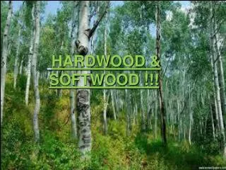 Hardwood &amp; softwood HARDWOOD &amp; SOFTWOOD !!!