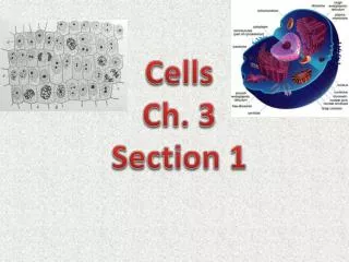 Cells Ch. 3 Section 1