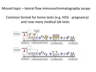 Missed topic – lateral flow immunochromatography assays Common format for home tests (e.g. HCG - pregnancy) 	and now m
