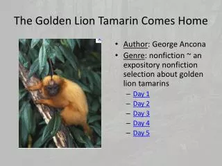 The Golden Lion Tamarin Comes Home