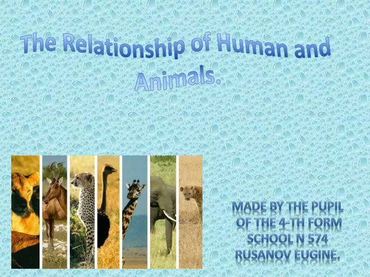 the relationship of human and animals