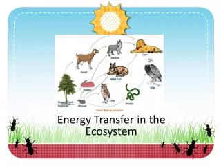 Energy Transfer in the Ecosystem