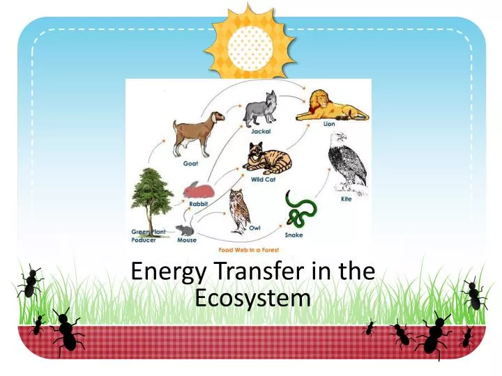 energy transfer in the ecosystem