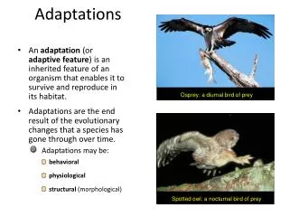 Adaptations