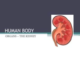 HUMAN BODY