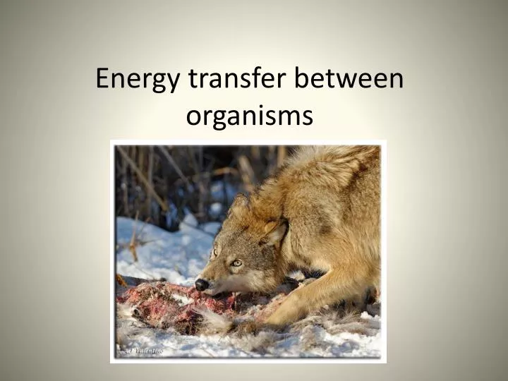 energy transfer between organisms