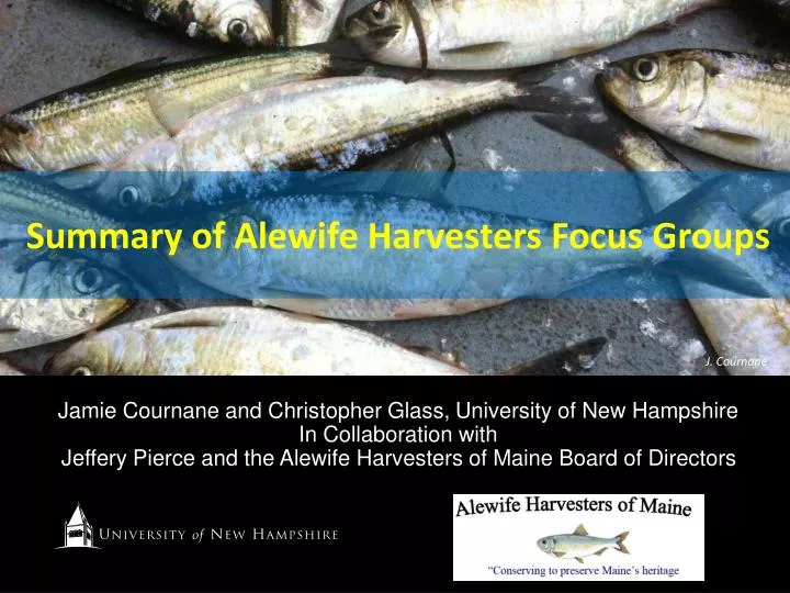 summary of alewife harvesters focus groups