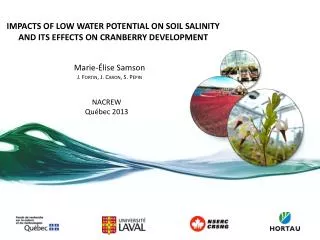 IMPACTS OF LOW WATER POTENTIAL ON SOIL SALINITY AND ITS EFFECTS ON CRANBERRY DEVELOPMENT