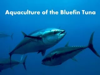 Aquaculture of the Bluefin Tuna