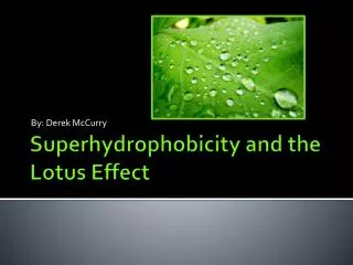 Superhydrophobicity and the Lotus Effect