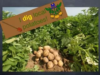 I dig local potatoes!