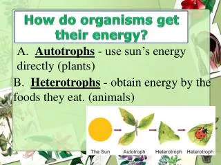 How do organisms get their energy?