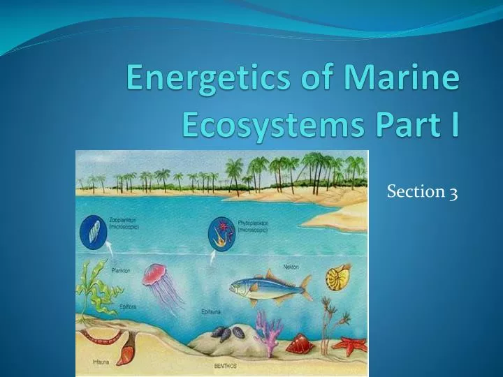 energetics of marine ecosystems part i