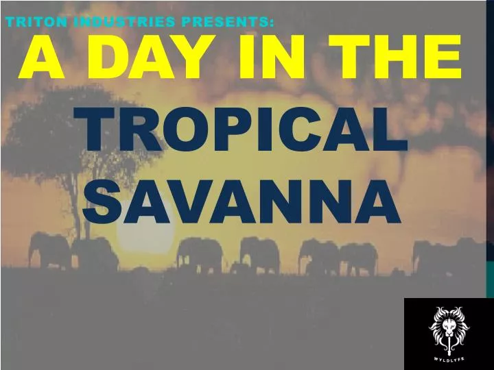 a day in the tropical savanna