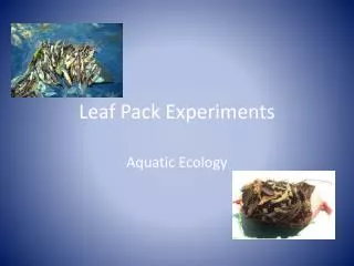 Leaf Pack Experiments