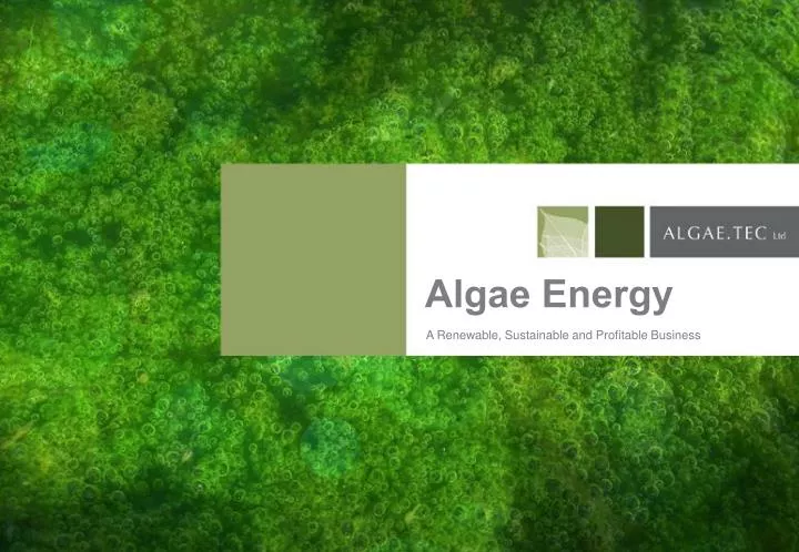algae energy