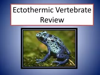 Ectothermic Vertebrate Review