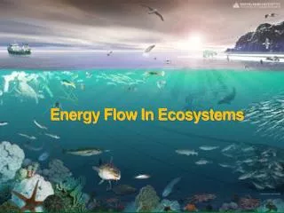 energy flow in ecosystems