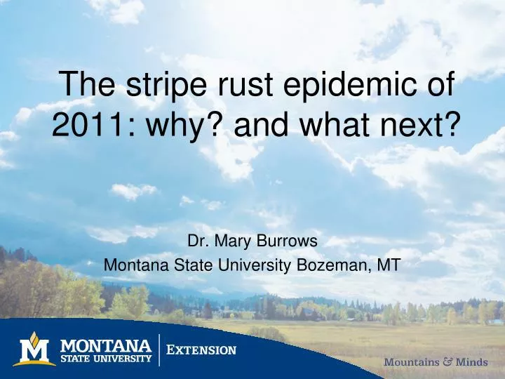 the stripe rust epidemic of 2011 why and what next