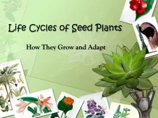 Life Cycles of Seed Plants