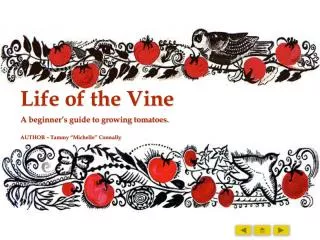 Life of the Vine