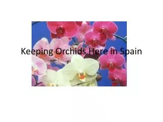 Keeping Orchids Here in Spain