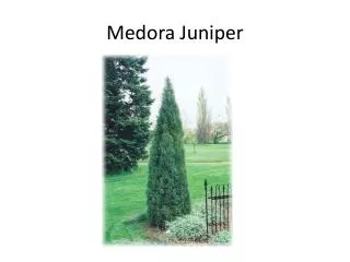 Medora Juniper