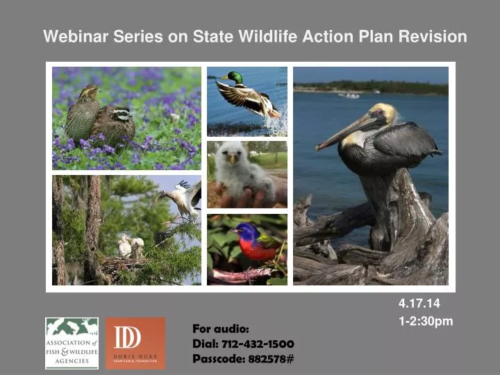 webinar series on state wildlife action plan revision
