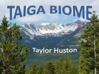 Taiga Biome