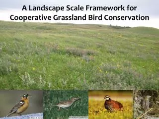 A Landscape Scale Framework for Cooperative Grassland Bird Conservation