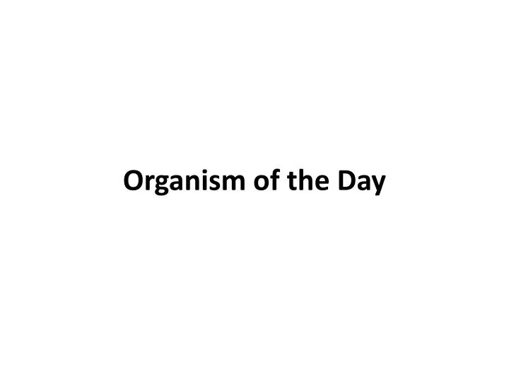 organism of the day